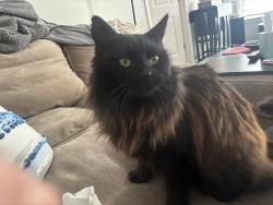 Lost Female Cat last seen Sellers way backyard, Cobb County, GA 30066