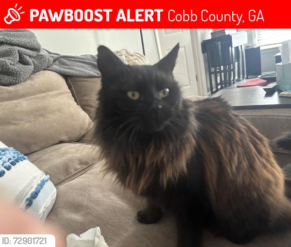 Lost Female Cat last seen Sellers way backyard, Cobb County, GA 30066