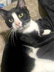 Lost Male Cat last seen 12th st recycling , Kansas City, MO 64127