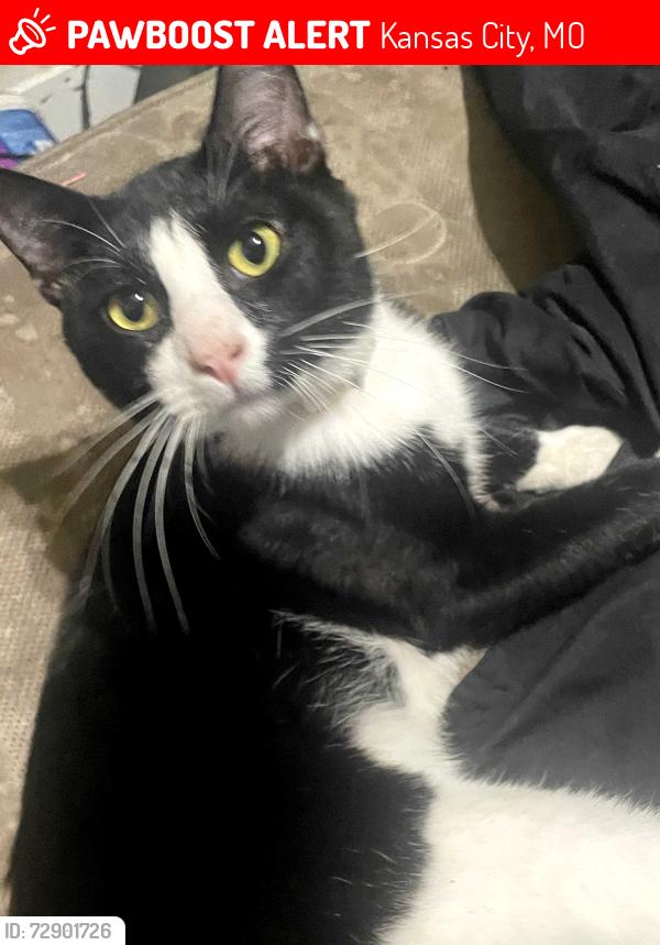 Lost Male Cat last seen 12th st recycling , Kansas City, MO 64127