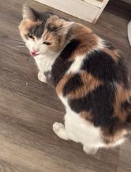 Reunited Female Cat last seen Near Palm St/ Jackson, Medford, OR 97501