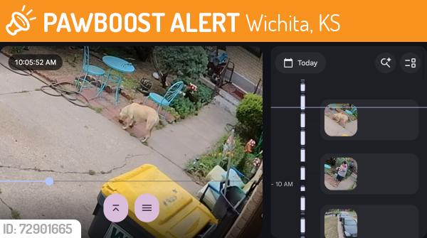 Found/Stray Female Dog last seen 21st and Hyacinth, Wichita, KS 67204