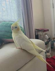Lost Female Bird last seen Bay lake elementary school, Orange County, FL 34786