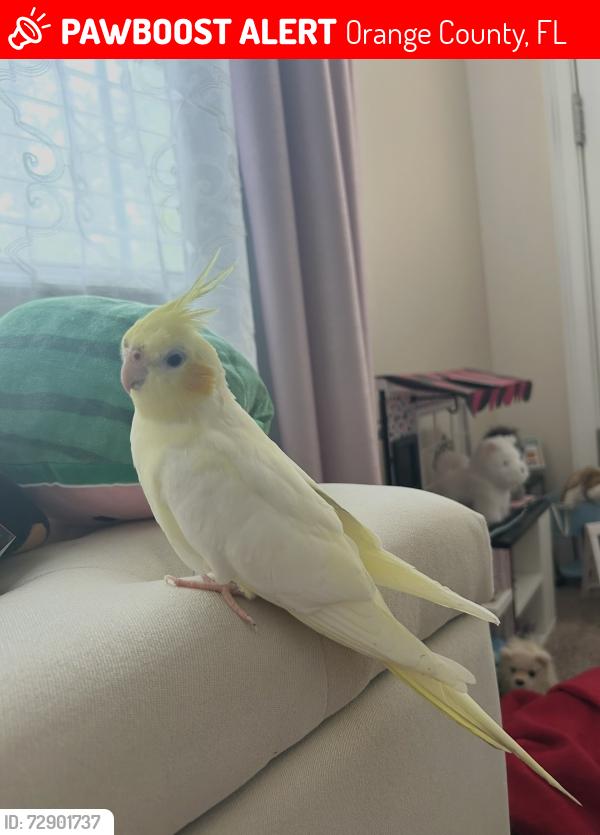 Lost Female Bird last seen Bay lake elementary school, Orange County, FL 34786