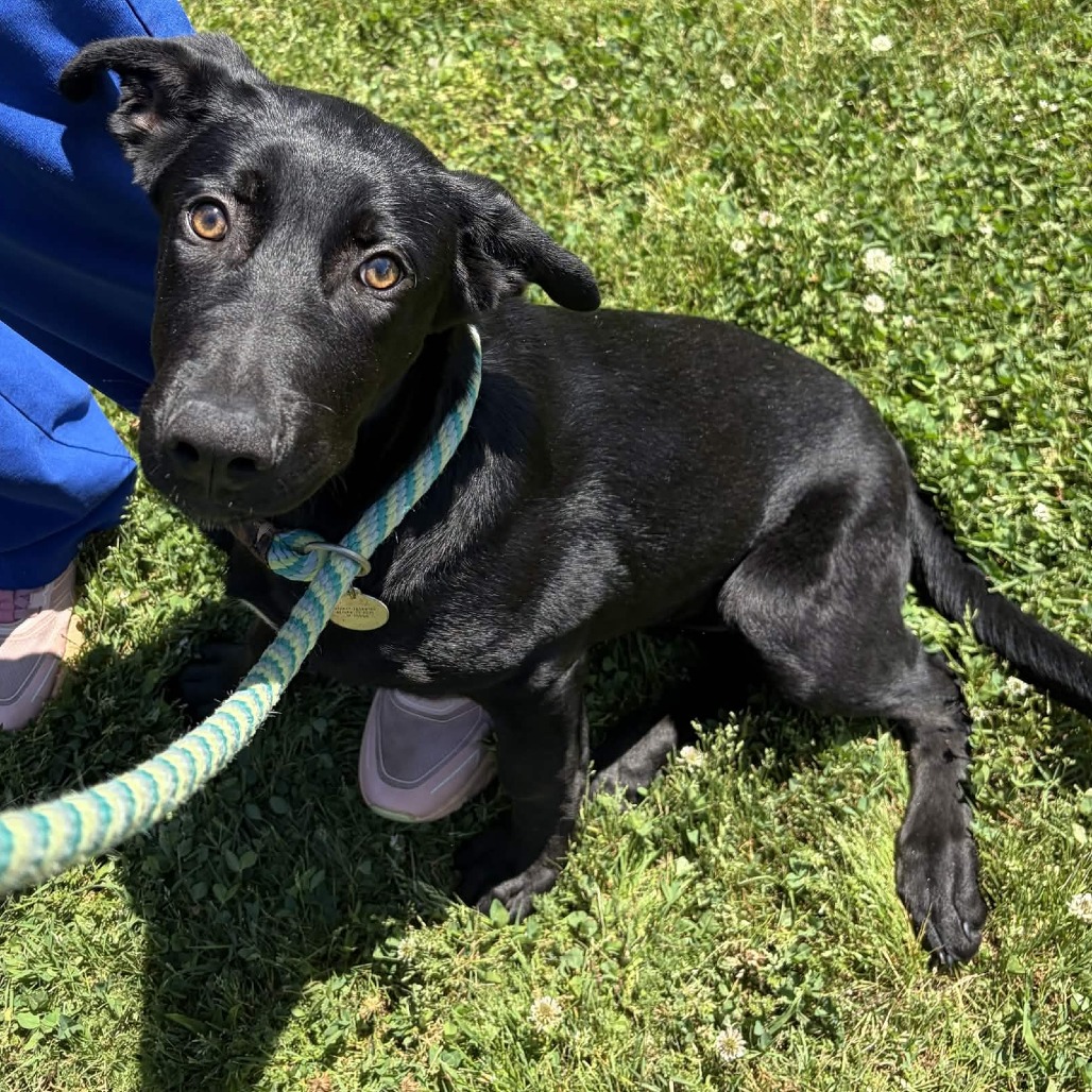 Shelter Stray Female Dog last seen , Greenville, SC 29609