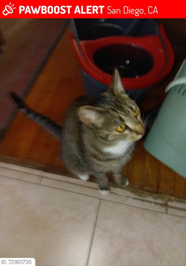 Lost Female Cat last seen Juniper Street, San Diego, CA 92105