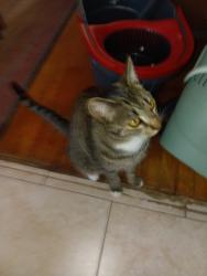 Lost Female Cat last seen Juniper Street, San Diego, CA 92105