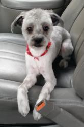 Lost Male Dog last seen Deltona, Florida , Deltona, FL 32725