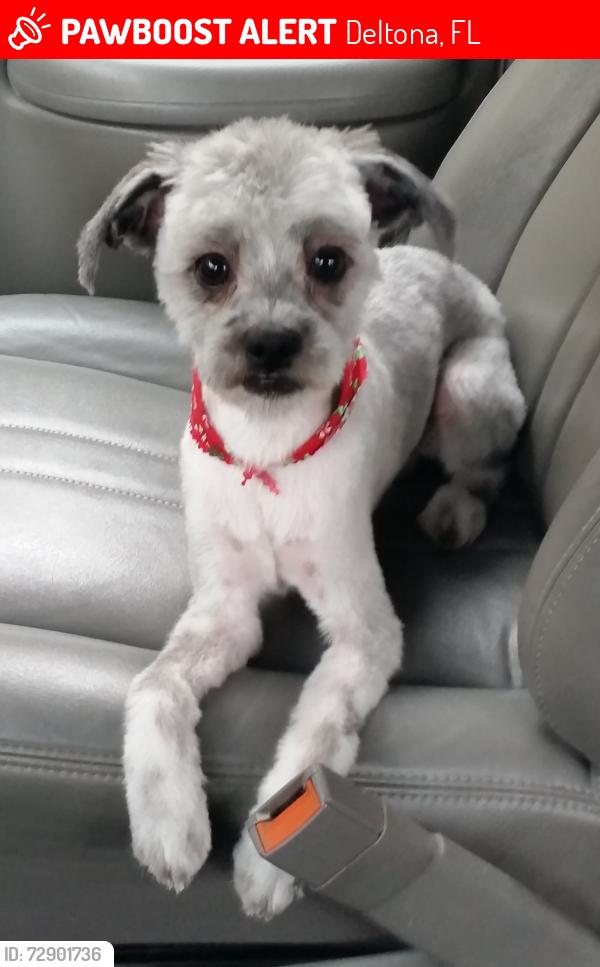 Lost Male Dog last seen Deltona, Florida, Deltona, FL 32725
