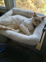 Lost Male Cat last seen Summit Avenue and Meade St , Reading, PA 19607