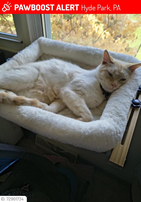 Lost Male Cat last seen Summit Avenue and Meade St , Reading, PA 19607
