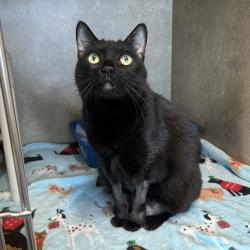Shelter Stray Female Cat last seen , Port Richey, FL 34653