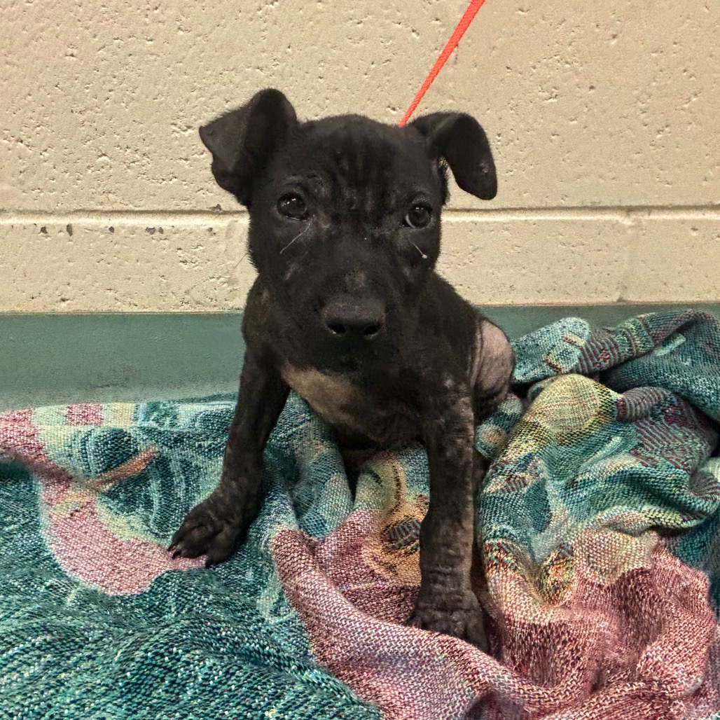 Shelter Stray Female Dog last seen , Memphis, TN 38133