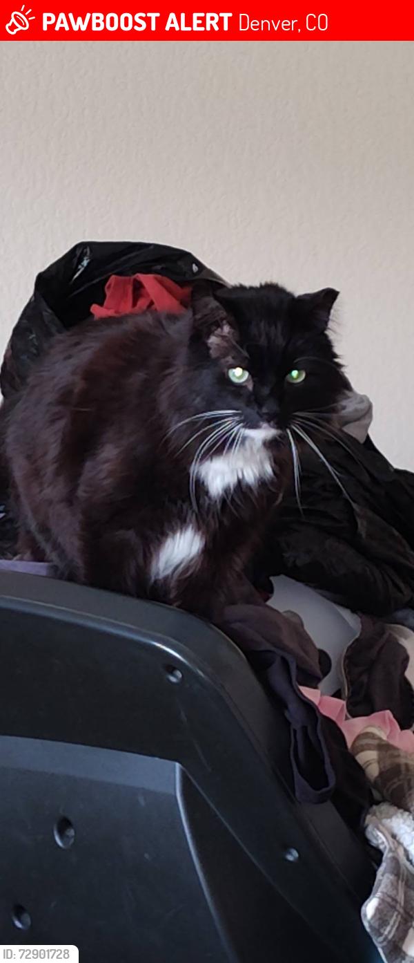 Lost Male Cat last seen Mercer place Aurora co, Denver, CO 80237