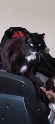 Lost Male Cat last seen Mercer place Aurora co, Denver, CO 80237