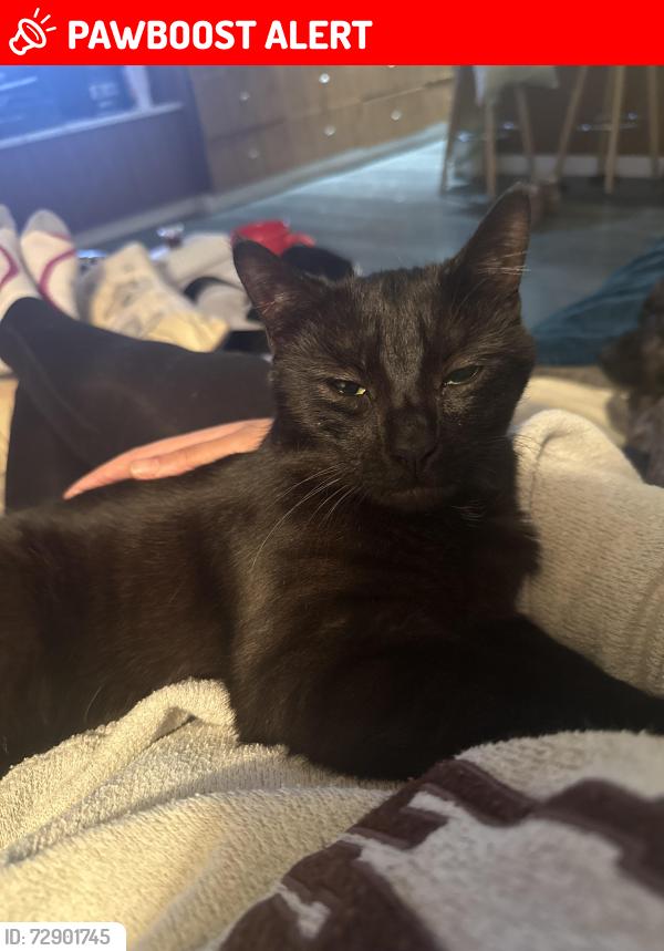 Lost Female Cat last seen Aldergrove , Langley Township, BC V4W 2R1