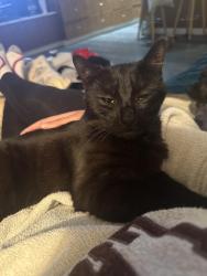 Lost Female Cat last seen Aldergrove , Langley Township, BC V4W 2R1