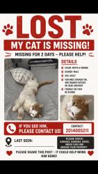 Reunited Male Cat last seen Near Marts lane pine Brook , Montville, NJ 07058