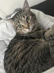 Reunited Female Cat last seen Exbury ct, Charlotte NC 28269, Charlotte, NC 28269
