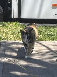 Found/Stray Unknown Cat last seen Liberty street and capital street, Fremont, California , Fremont, CA 94538