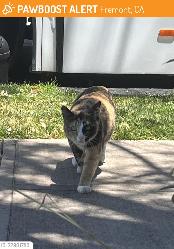 Found/Stray Unknown Cat last seen Liberty street and capital street, Fremont, California , Fremont, CA 94538