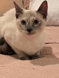 Lost Female Cat last seen Appian Way, Mission Viejo, CA 92691