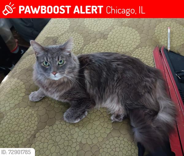 Lost Male Cat last seen Near South Ada , Chicago, IL 60620