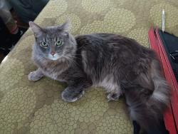 Lost Male Cat last seen Near South Ada , Chicago, IL 60620