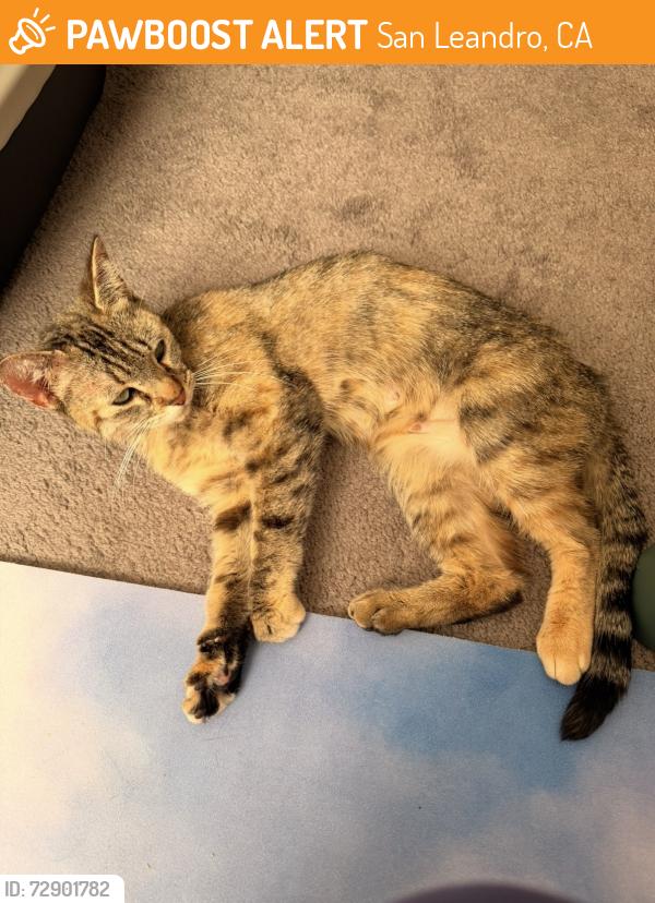 Found/Stray Female Cat last seen E 14th st & Toler Ave, San Leandro, CA 94577