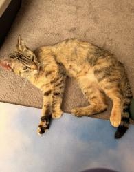 Found/Stray Female Cat last seen E 14th st & Toler Ave, San Leandro, CA 94577