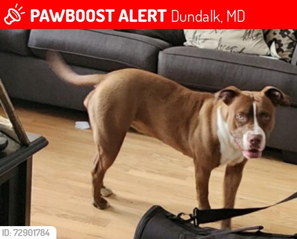 Lost Female Dog last seen Grange Elementary School , Dundalk, MD 21222