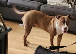 Lost Female Dog last seen Grange Elementary School , Dundalk, MD 21222