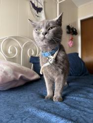 Reunited Female Cat last seen N Bromley Avenue, Scranton, PA 18504