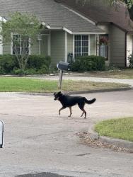 Found/Stray Unknown Dog last seen Wallingford Drive and Portsmouth Drive, Arlington, TX 76018