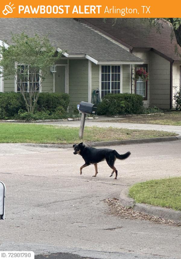 Found/Stray Unknown Dog last seen Wallingford Drive and Portsmouth Drive, Arlington, TX 76018