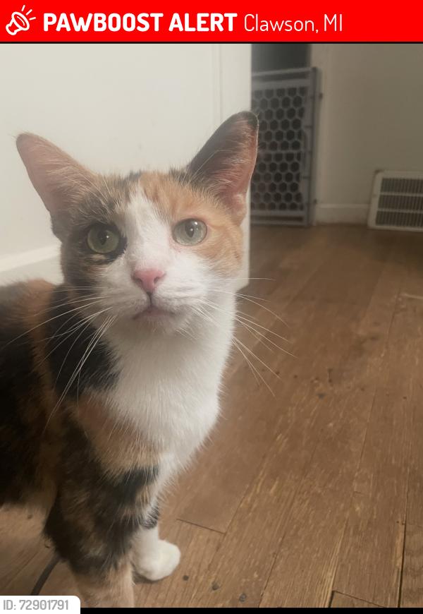 Lost Female Cat last seen Between Main Street and Rochester road, Clawson, MI 48017