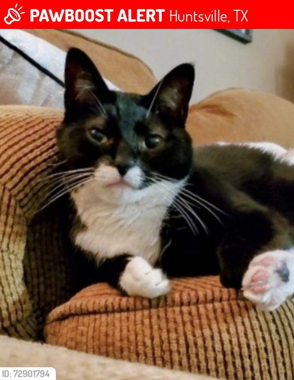 Lost Female Cat last seen Forest Hills Neighborhood , Huntsville, TX 77320