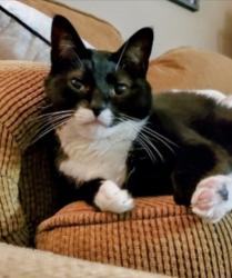 Lost Female Cat last seen Forest Hills Neighborhood , Huntsville, TX 77320