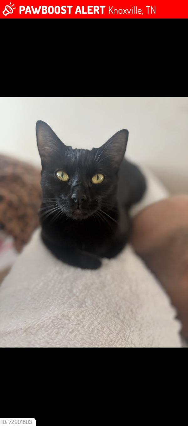 Lost Female Cat last seen Burns, spring hill,, Knoxville, TN 37914