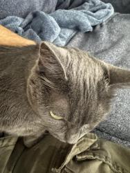 Lost Female Cat last seen Near manassas cove, Mesquite nv, Mesquite, NV 89027