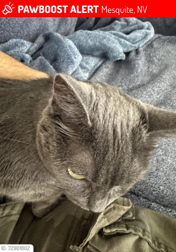 Lost Female Cat last seen Near manassas cove, Mesquite nv, Mesquite, NV 89027
