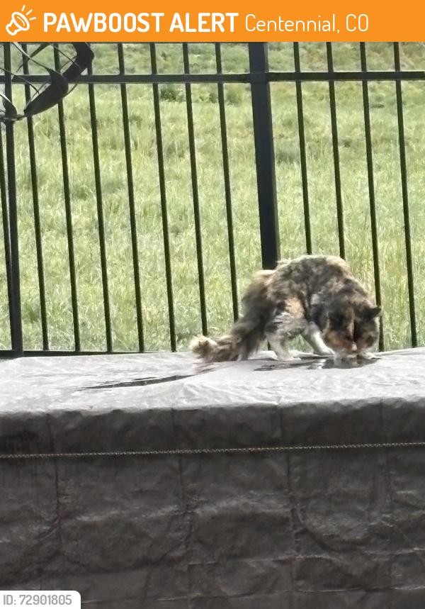 Found/Stray Unknown Cat last seen smoky hill rd , Centennial, CO 80112