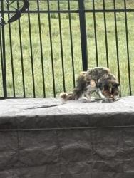 Found/Stray Unknown Cat last seen smoky hill rd , Centennial, CO 80112