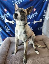 Shelter Stray Female Dog last seen , Chatsworth, CA 91311
