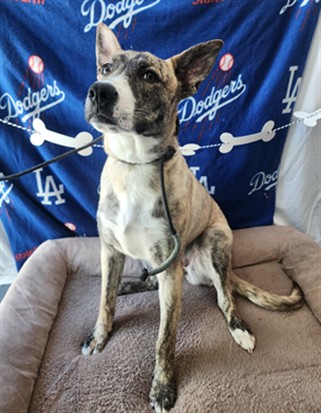 Shelter Stray Female Dog last seen , Chatsworth, CA 91311