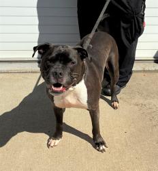 Shelter Stray Male Dog last seen Near BLOCK W HILL STREET, Watterson Park, KY 40218