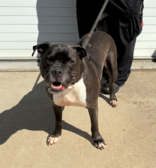 Shelter Stray Male Dog last seen Near BLOCK W HILL STREET, Watterson Park, KY 40218