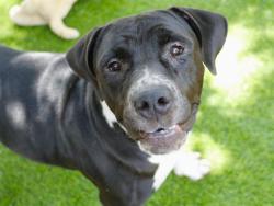 Shelter Stray Female Dog last seen Near BLOCK WOODVILLE HWY, TALLAHASSEE FL 32305, Tallahassee, FL 32311