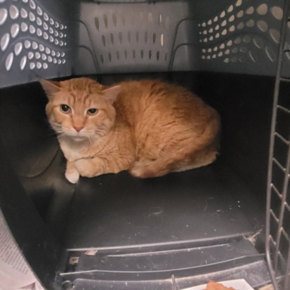 Shelter Stray Male Cat last seen , Los Angeles, CA 90025