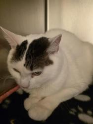 Shelter Stray Male Cat last seen Near BLOCK S 4240, Salt Lake City, UT 84120
